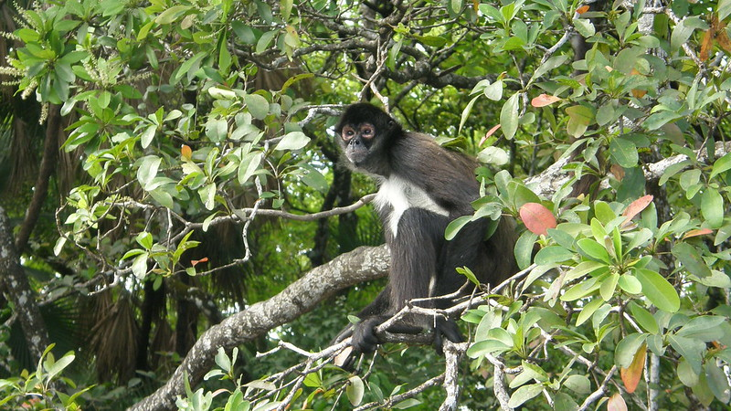 Spider monkey perched high in the treetops, swinging gracefully between branches in a lush, green forest canopy.